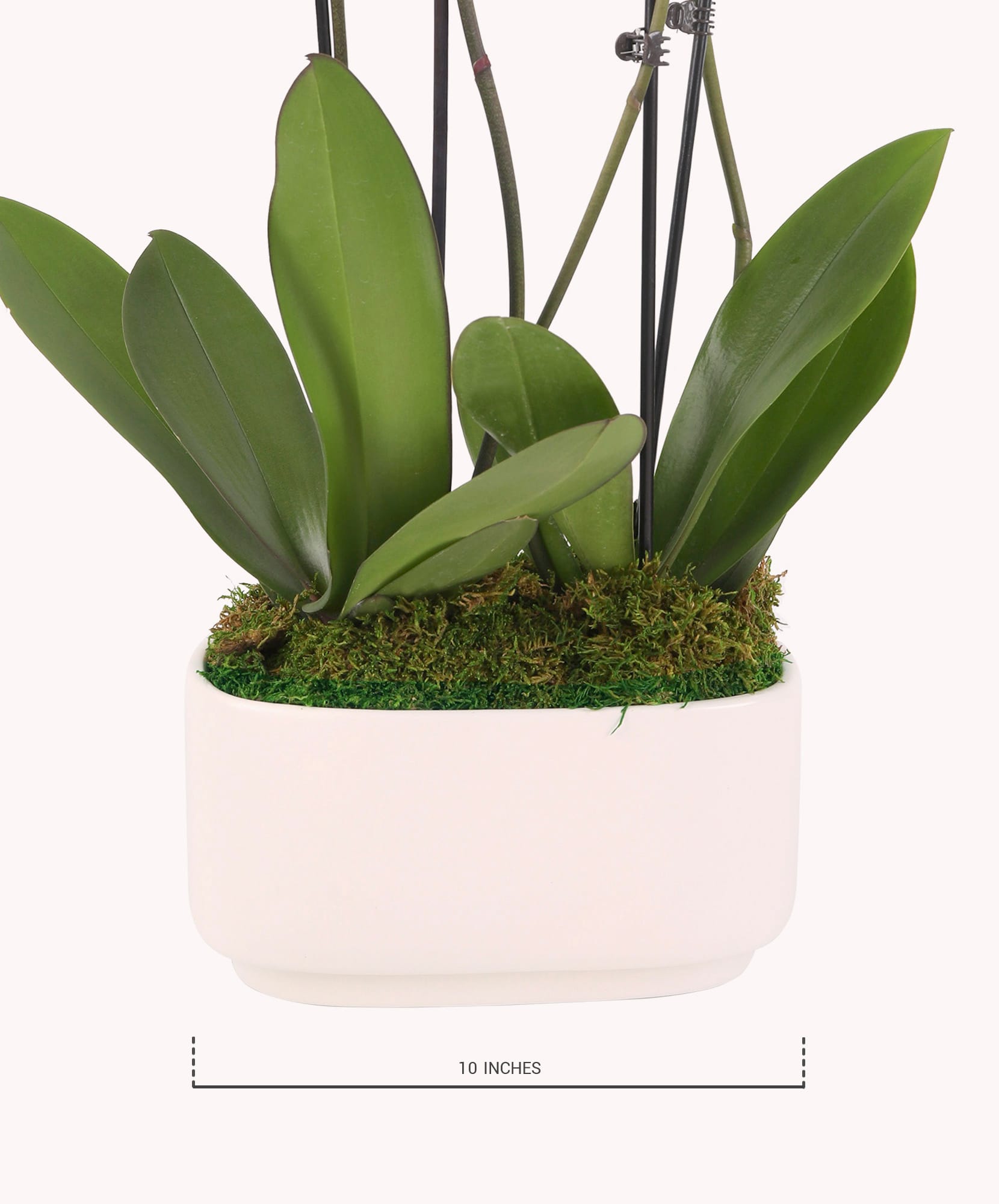 Elegant white planter showcasing lush green orchid leaves, measuring 10 inches in height.
