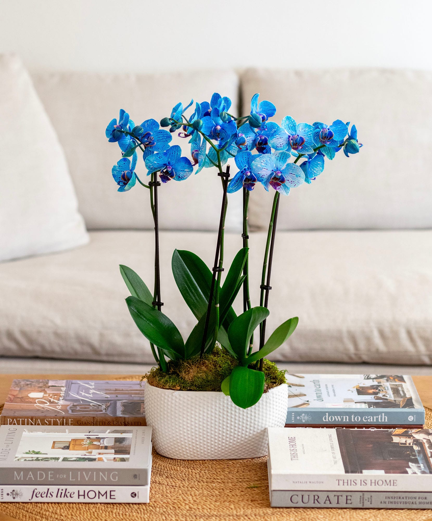 Vibrant blue orchids beautifully arranged in a modern planter on a coffee table.