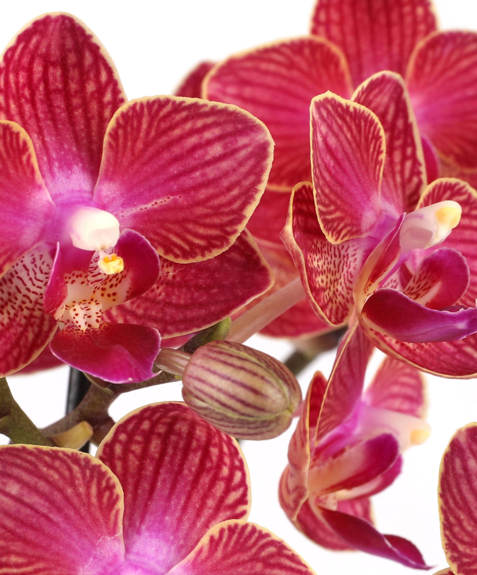 Vibrant pink orchids with rich patterns, showcasing nature's elegance and beauty in full bloom.